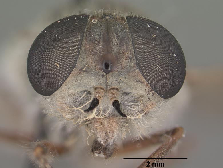 Apatolestes actites image
