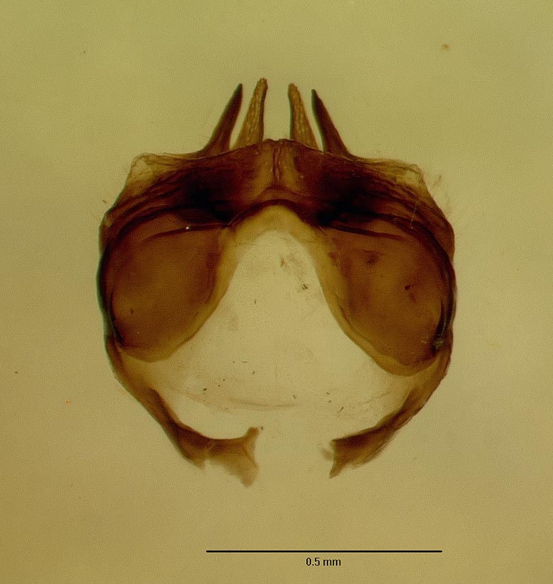 Eulonchus halli image