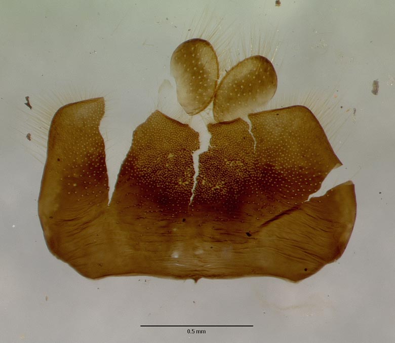 Eulonchus halli image