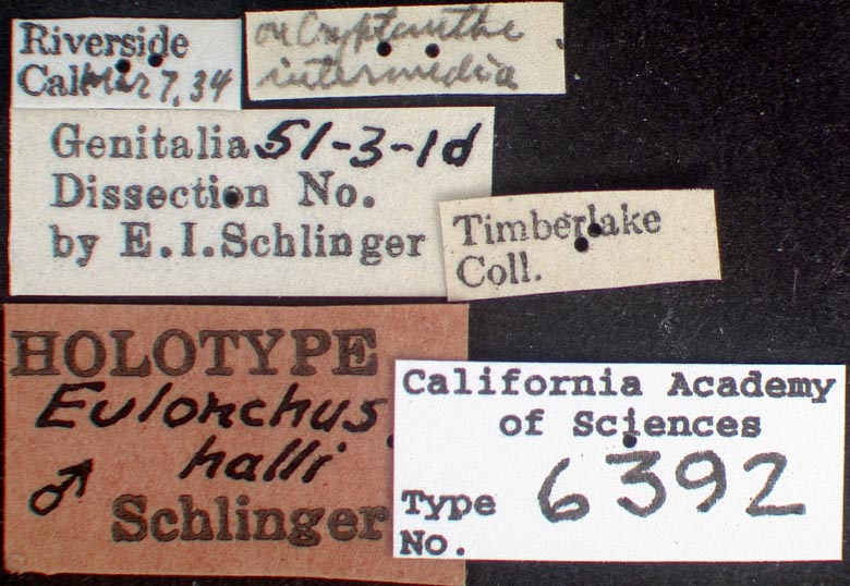 Eulonchus halli image