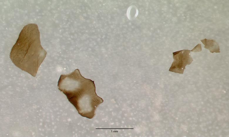 Rhysogaster panayensis image