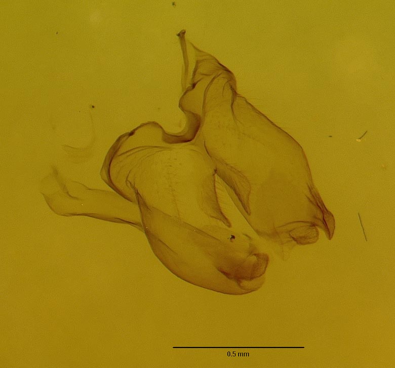 Rhysogaster panayensis image
