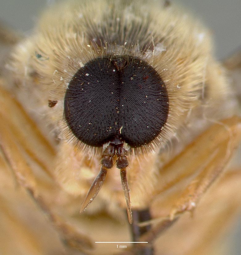 Rhysogaster panayensis image