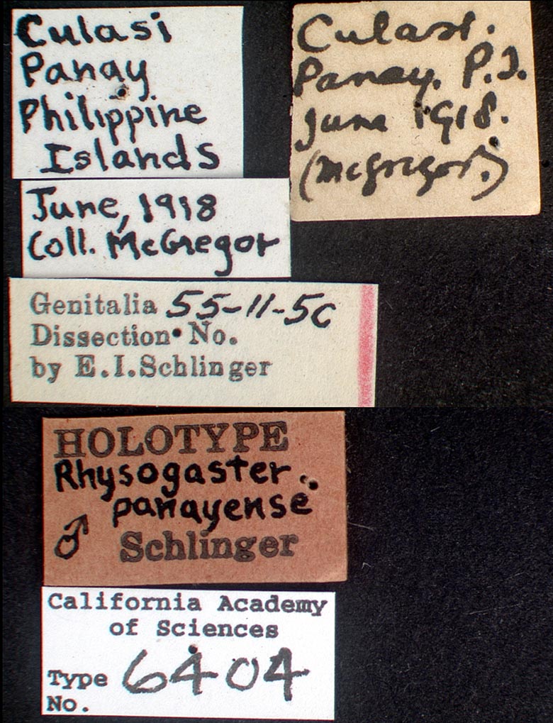 Rhysogaster panayensis image