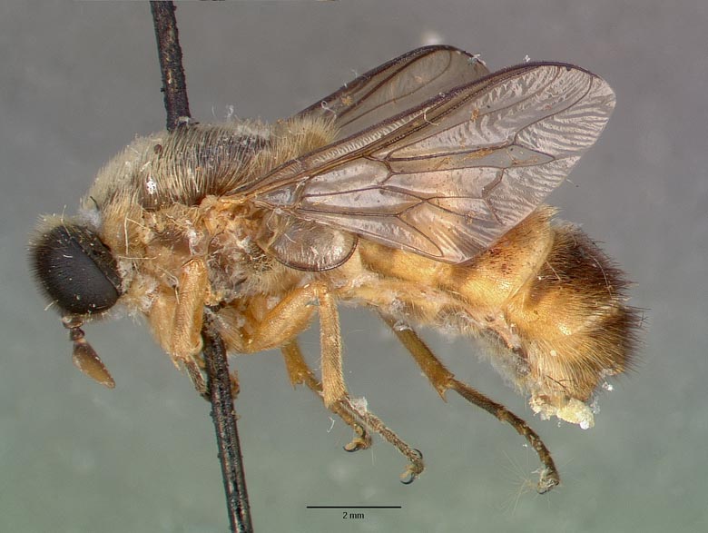Rhysogaster panayensis image