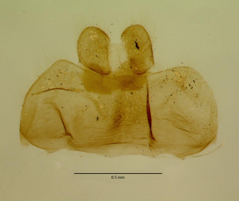 Ocnaea xuthogaster image