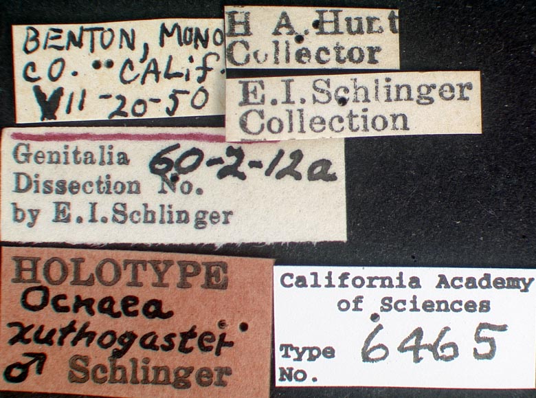 Ocnaea xuthogaster image