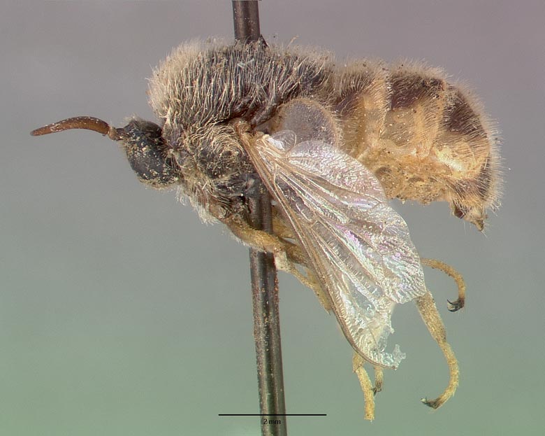 Ocnaea xuthogaster image