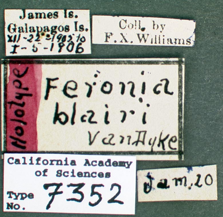 Feronia blairi image