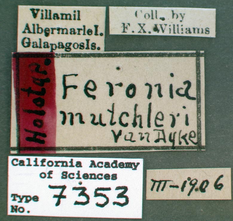 Feronia mutchleri image