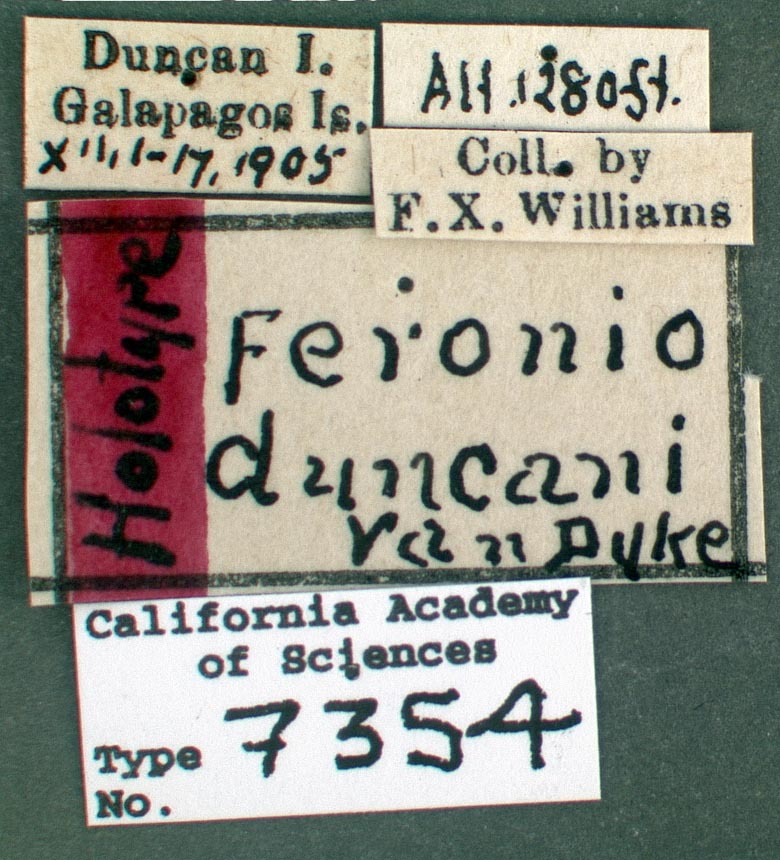 Feronia duncani image