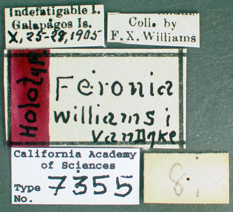 Feronia williamsi image