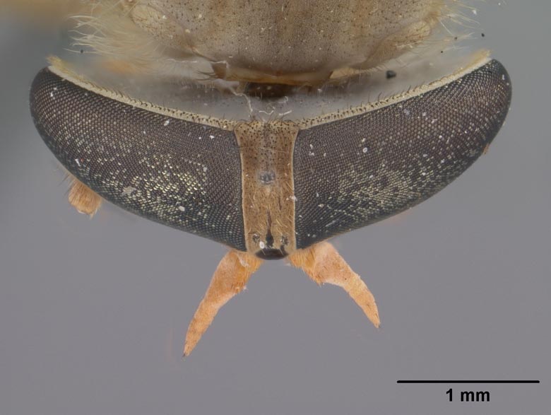 Stypommia abdominalis image