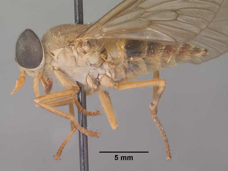 Stypommia abdominalis image