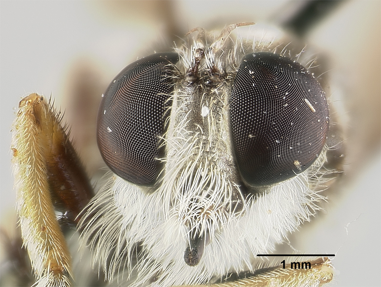 Carreraia alpuyeca image