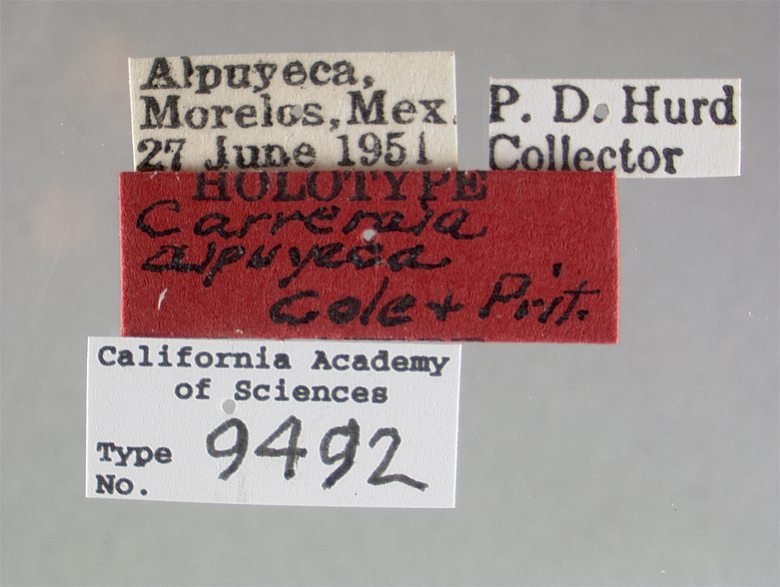 Carreraia alpuyeca image