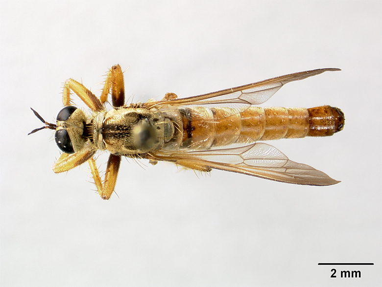 Stenopogon ortegai image