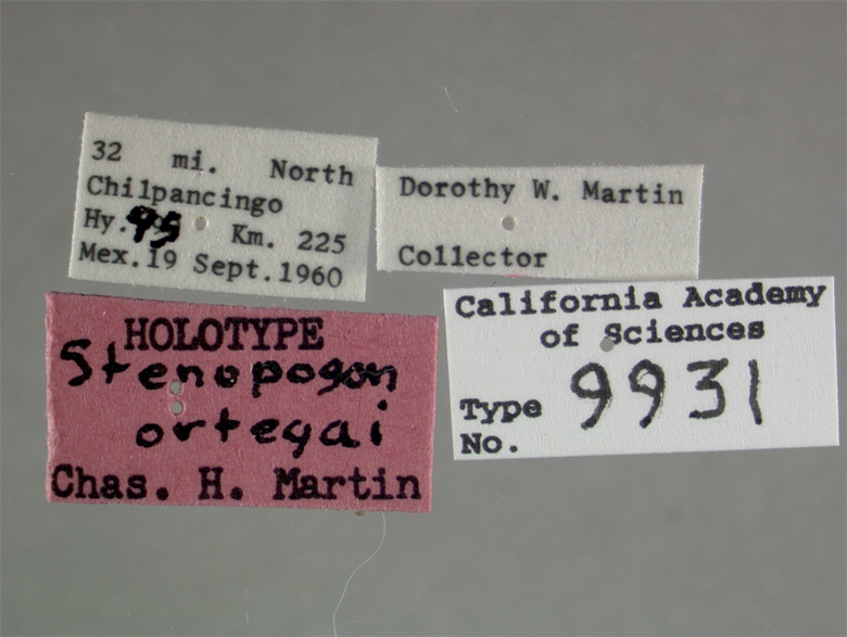 Stenopogon ortegai image