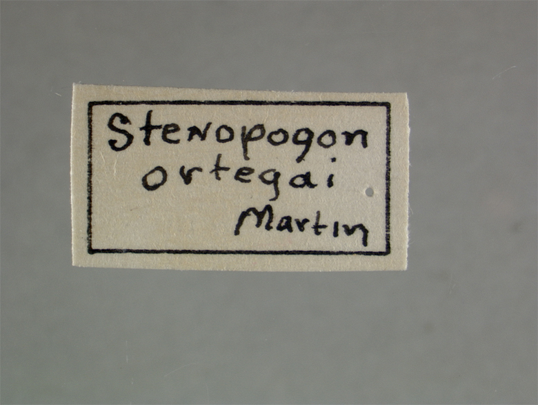 Stenopogon ortegai image