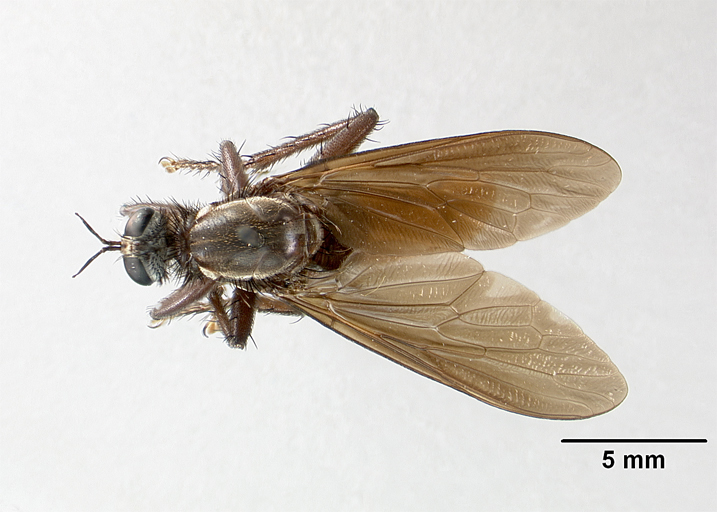 Ospriocerus painterorum image