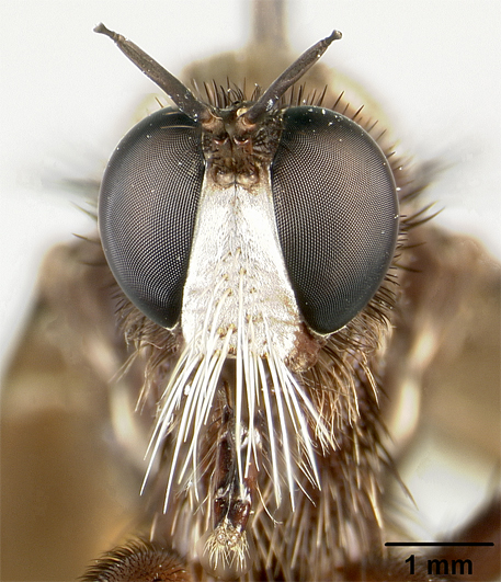 Ospriocerus painterorum image