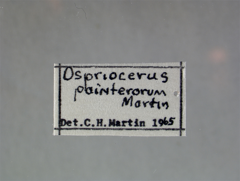 Ospriocerus painterorum image