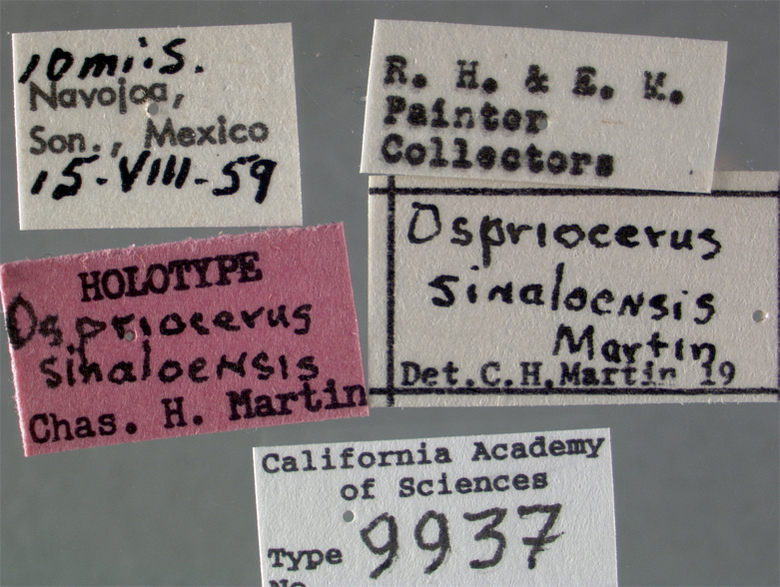 Ospriocerus sinaloensis image