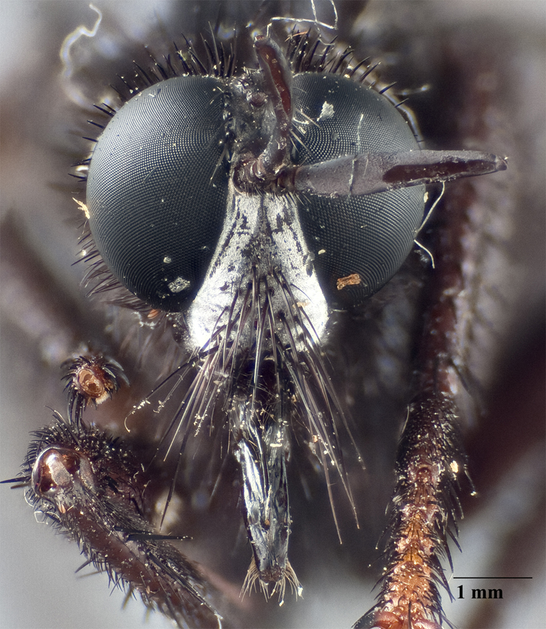 Ospriocerus vallensis image