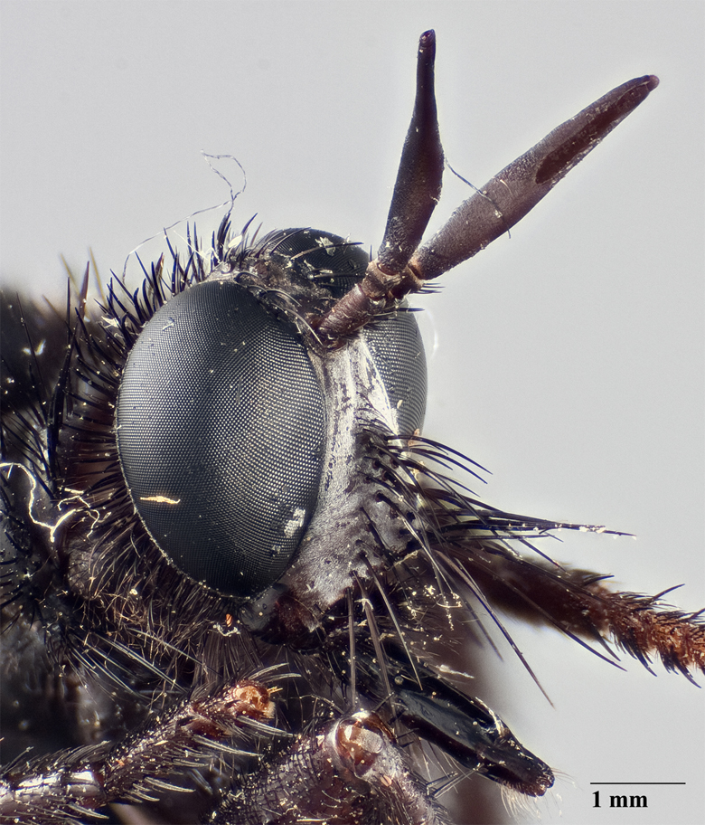 Ospriocerus vallensis image
