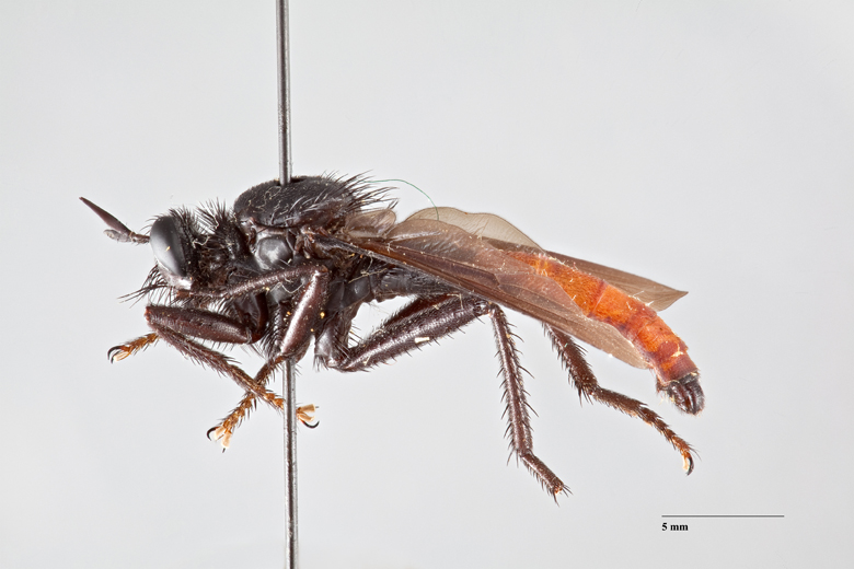 Ospriocerus vallensis image