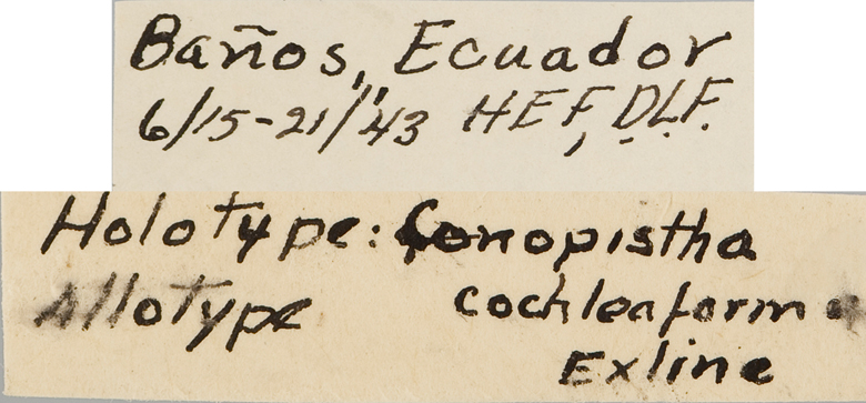 Conopistha cochleaforma image