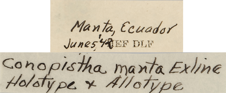 Conopistha manta image