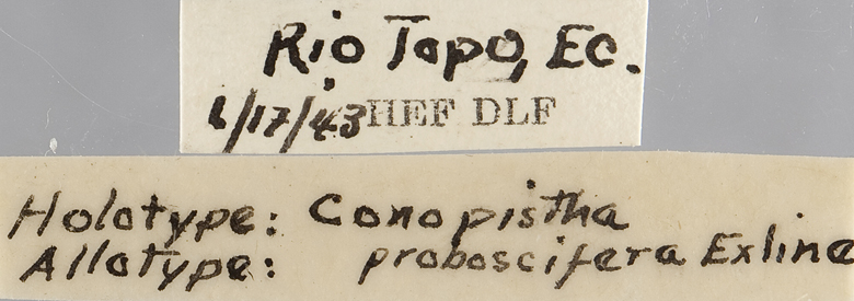 Conopistha proboscifera image