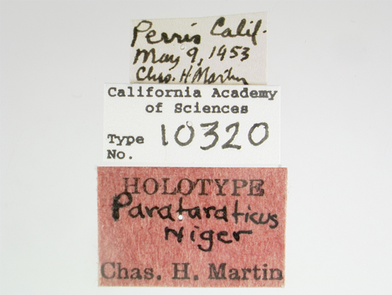 Parataracticus niger image