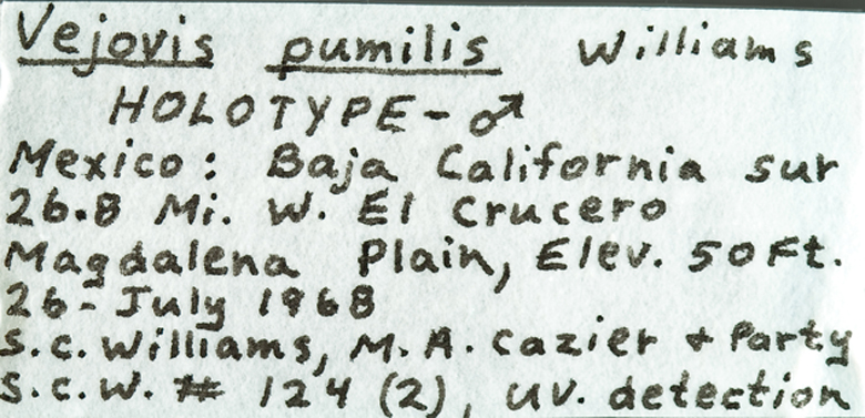 Vejovis pumilis image