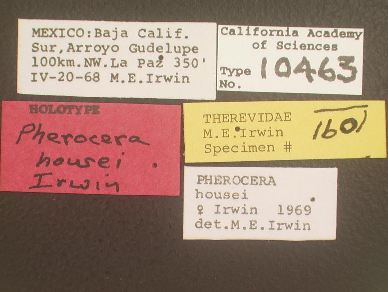 Pherocera housei image