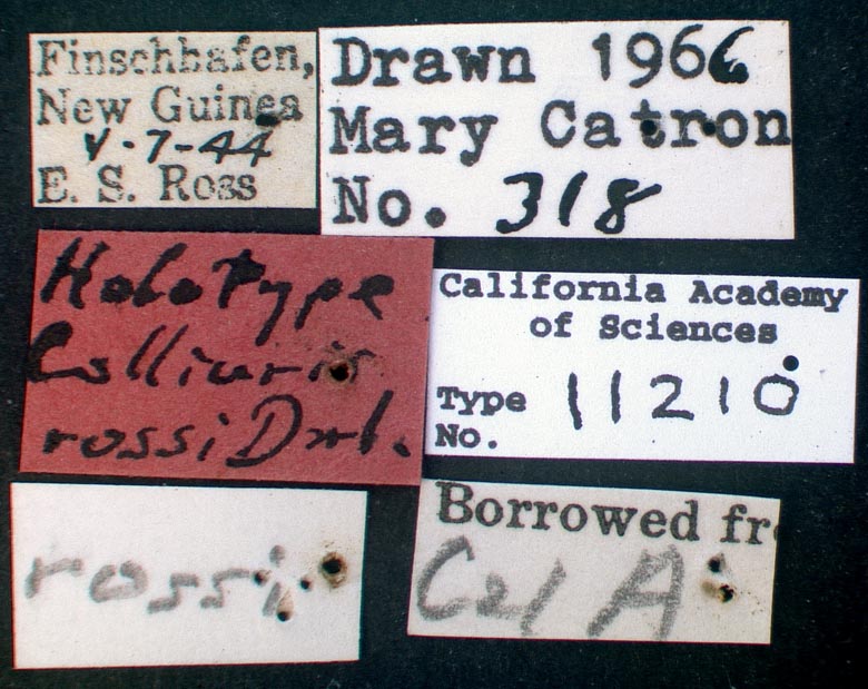 Colliuris rossi image