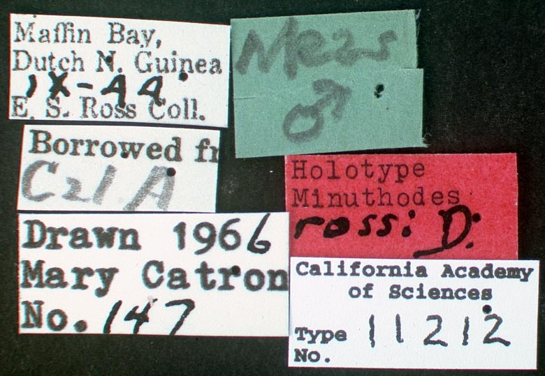 Minuthodes rossi image