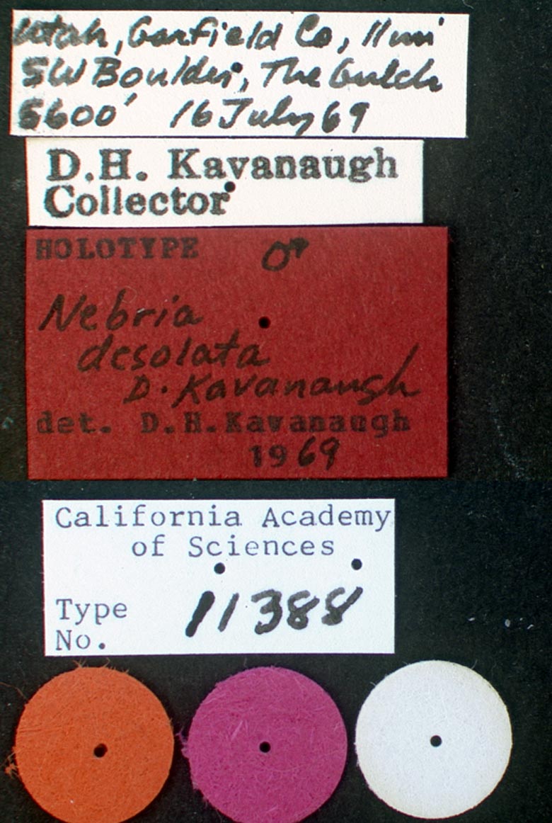 Nebria (Reductonebria) image