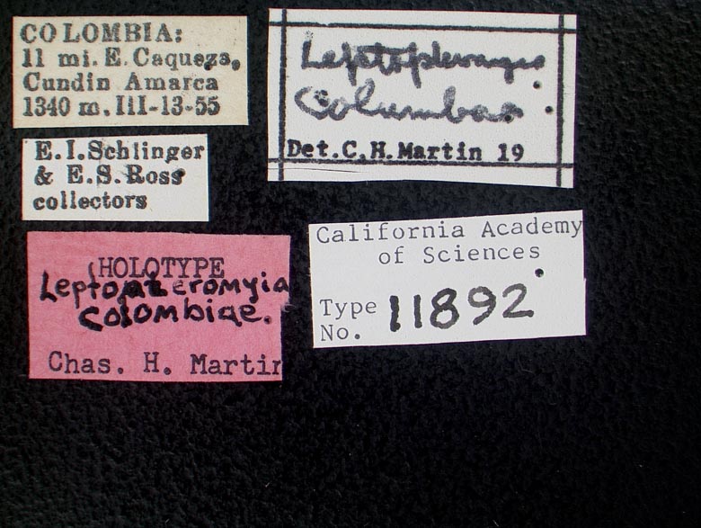 Leptopteromyia colombiae image