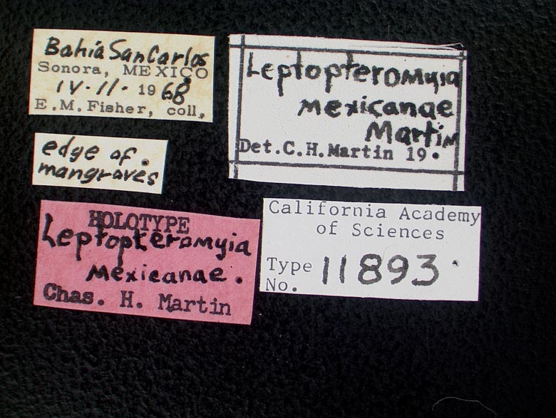 Leptopteromyia mexicanae image