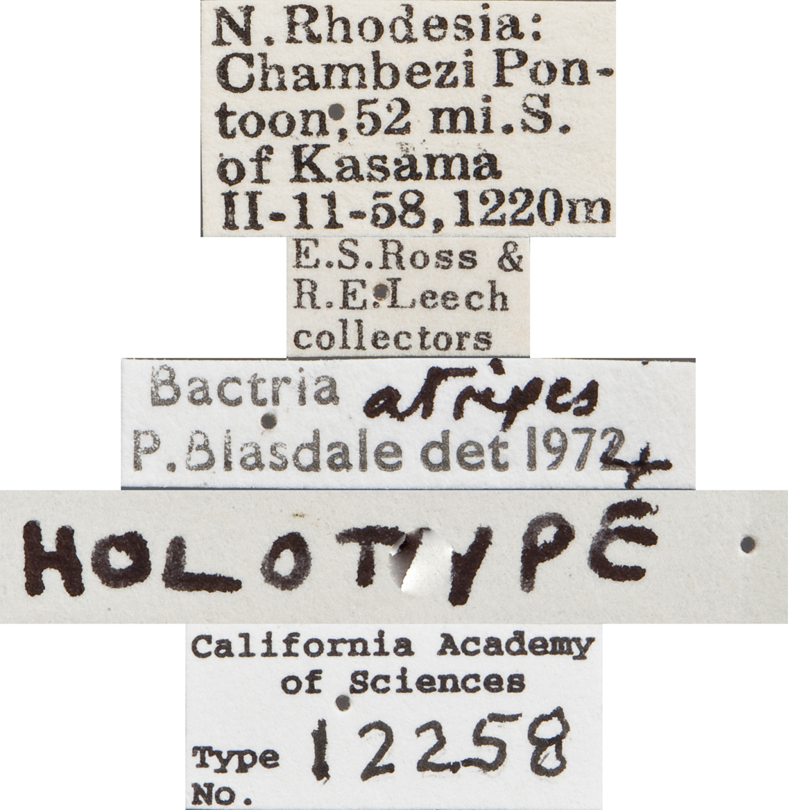Bactria atripes image