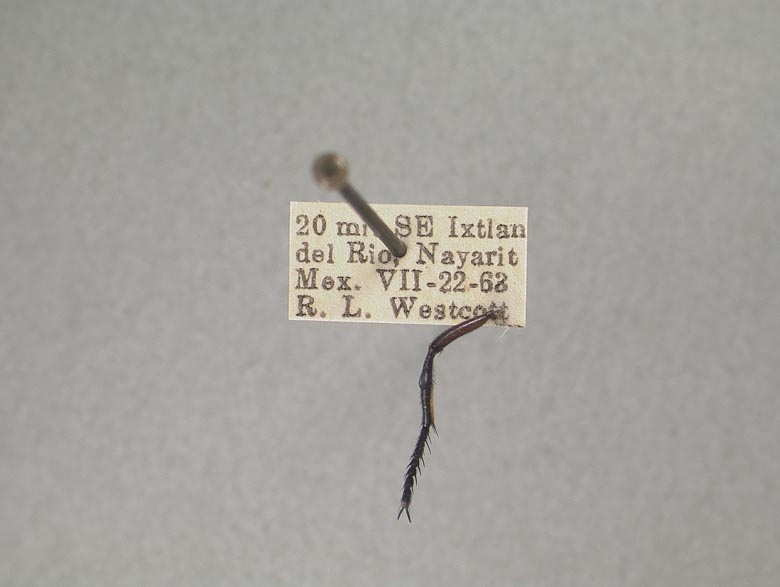 Acronyches westcotti image