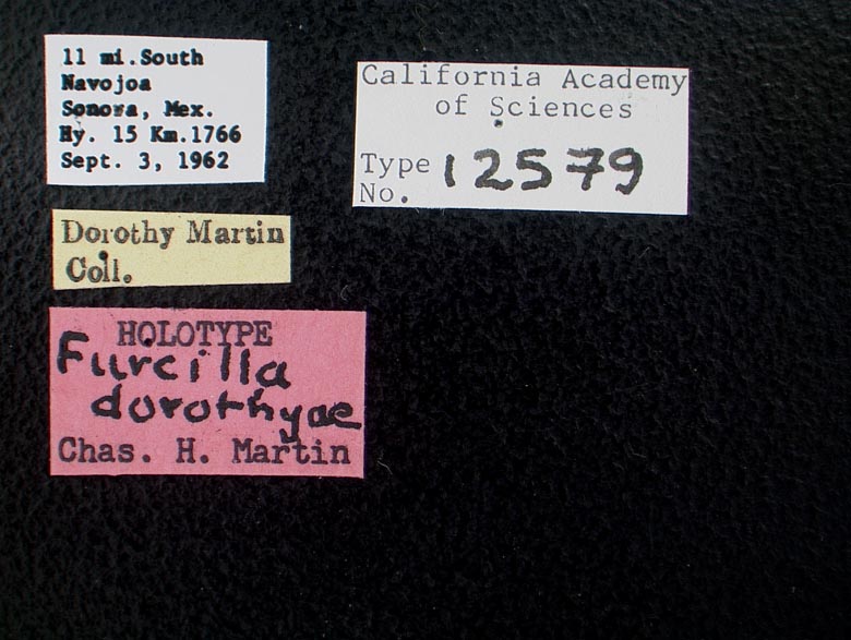 Furcilla dorothyae image