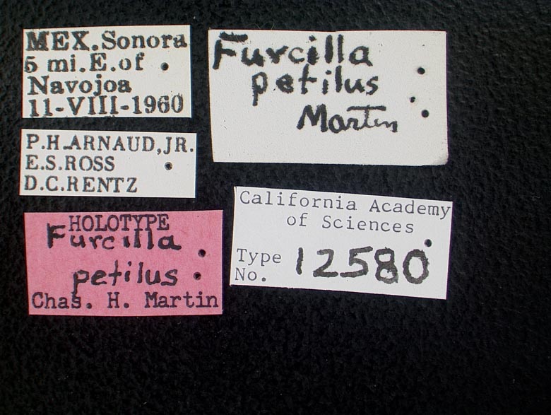 Furcilla petila image