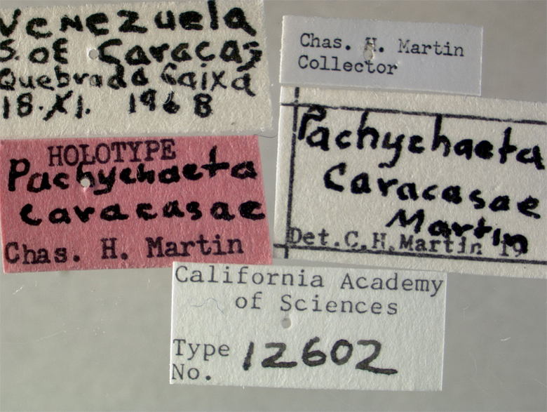 Pachychoeta caracasae image