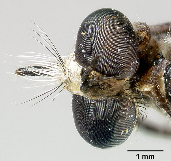 Pachychoeta maya image