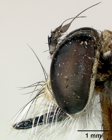 Pachychoeta maya image