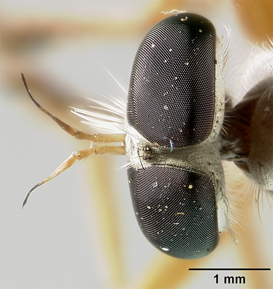 Polacantha arcuata image