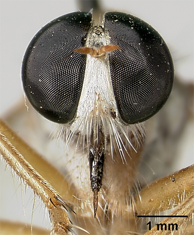 Polacantha arcuata image